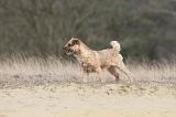 BORDER TERRIER 010